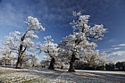 Frosty oak Quercus robur