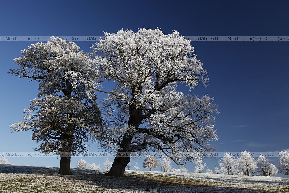 Frosty oak Quercus robur