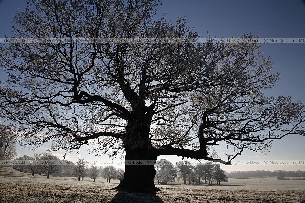 Frosty oak Quercus robur