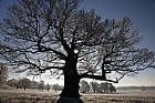 Frosty oak Quercus robur