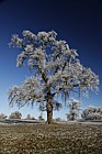 Frosty oak Quercus robur