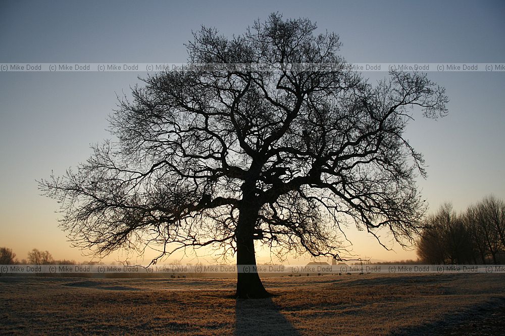Quercus robur Oak tree Caldecotte dawn