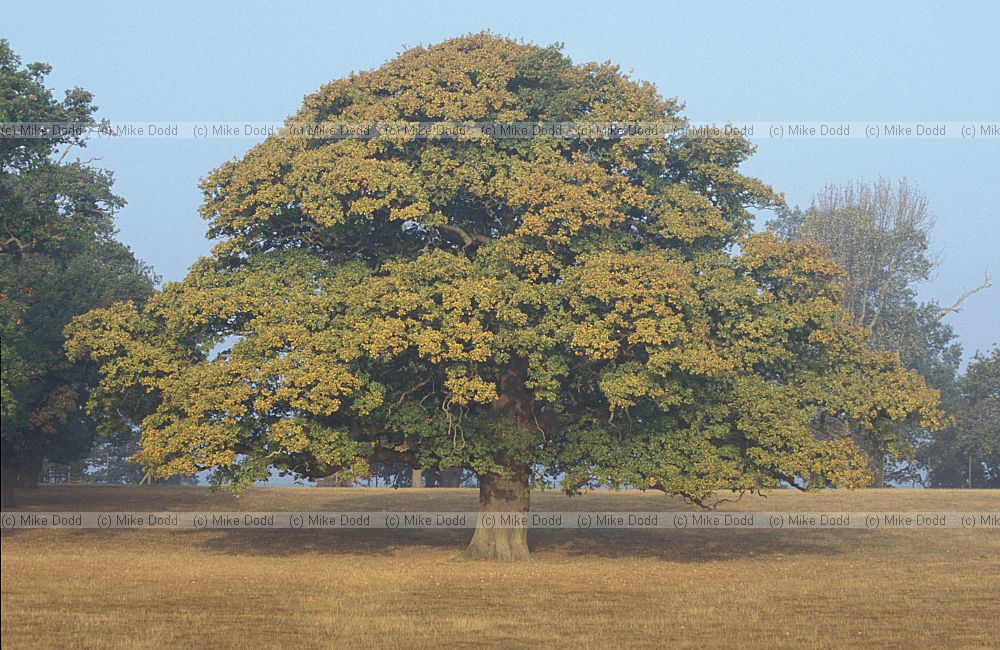 Quercus robur English Oak or Pedunculate Oak