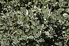 Quercus rotundifolia