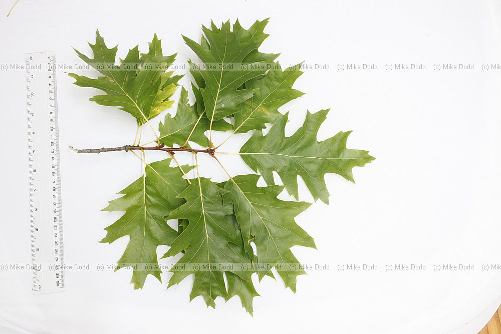 Quercus rubra Red Oak
