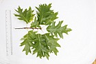 Quercus rubra Red Oak