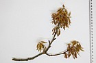 Quercus rubra Red oak