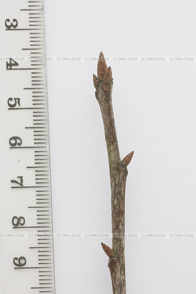 Quercus rubra Red Oak
