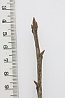 Quercus rubra Red Oak