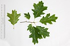 Quercus rubra Red oak