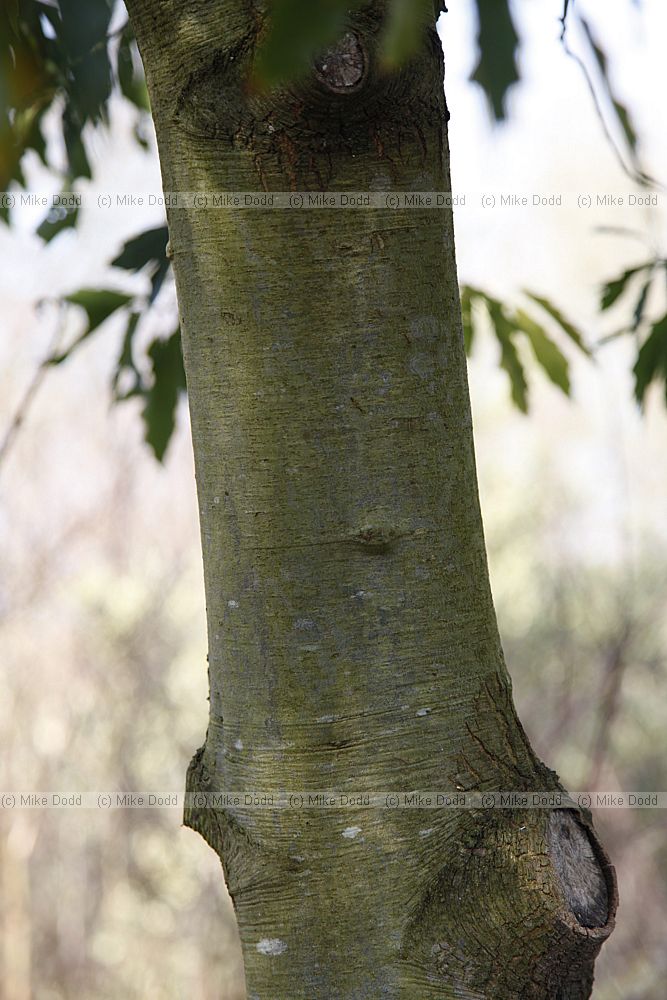 Quercus sartorii