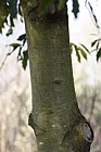 Quercus sartorii