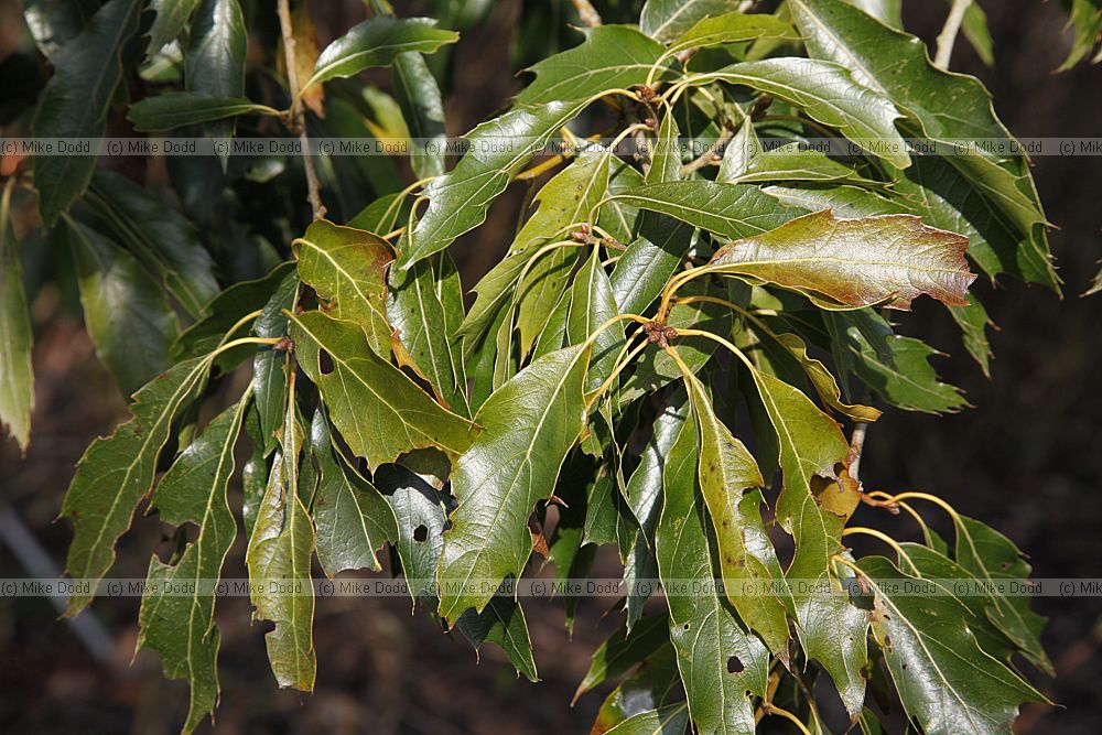 Quercus sartorii