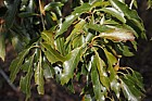 Quercus sartorii