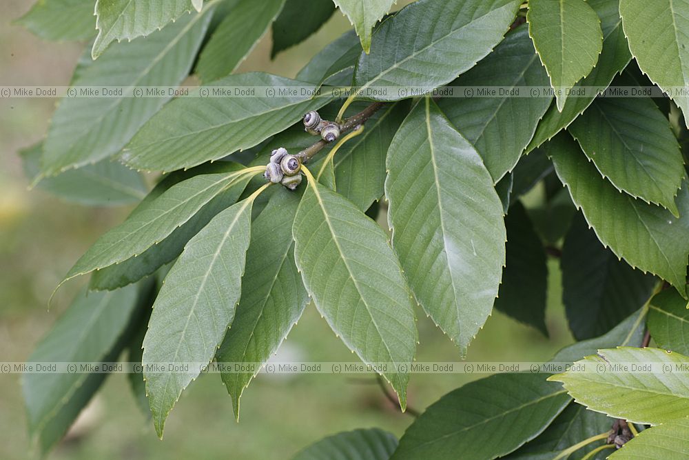 Quercus schottkyana
