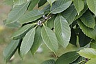 Quercus schottkyana