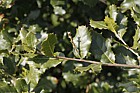 Quercus semecarpifolia
