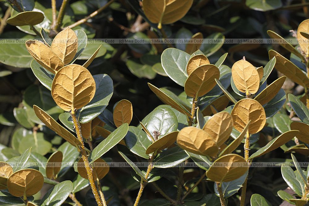 Quercus semecarpifolia