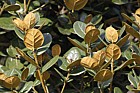 Quercus semecarpifolia