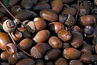 Quercus sp Acorns
