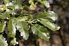 Quercus suber Cork Oak (hybrid? leaf and acorns don't look quite right but bark is very corky. Evergreen)