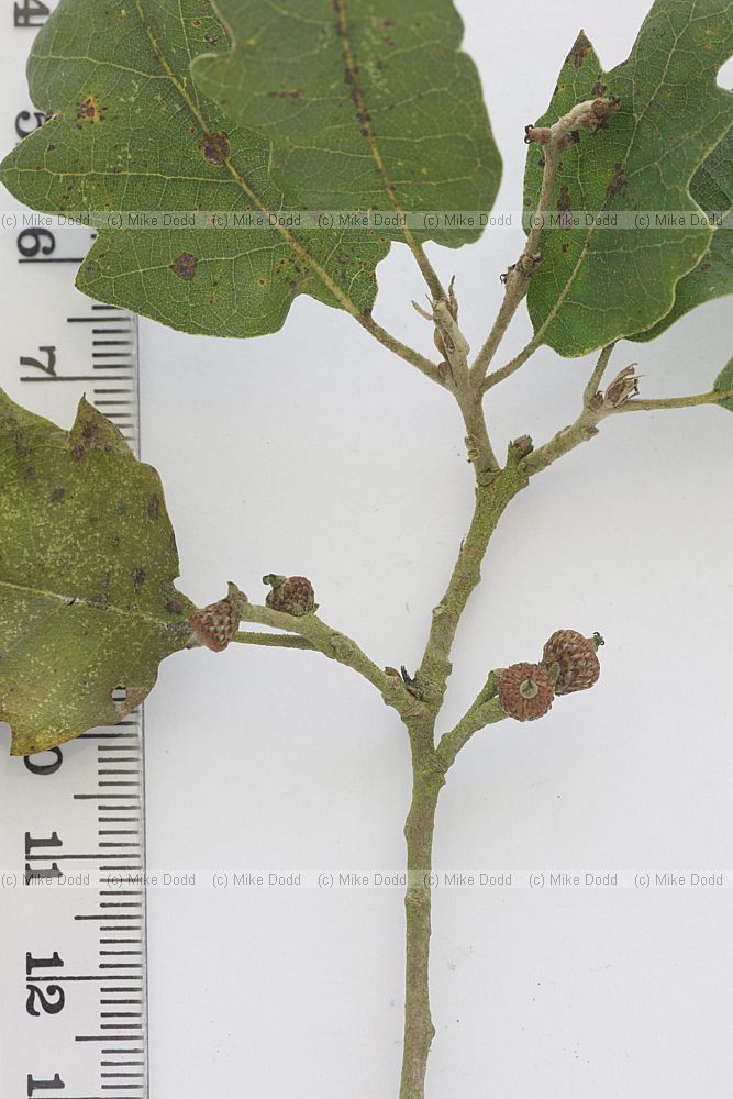 Quercus suber Cork Oak (hybrid? leaf and acorns don't look quite right but bark is very corky. Evergreen)