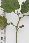 Quercus suber Cork Oak (hybrid? leaf and acorns don't look quite right but bark is very corky. Evergreen)