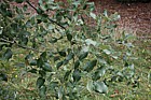 Quercus suber Cork Oak