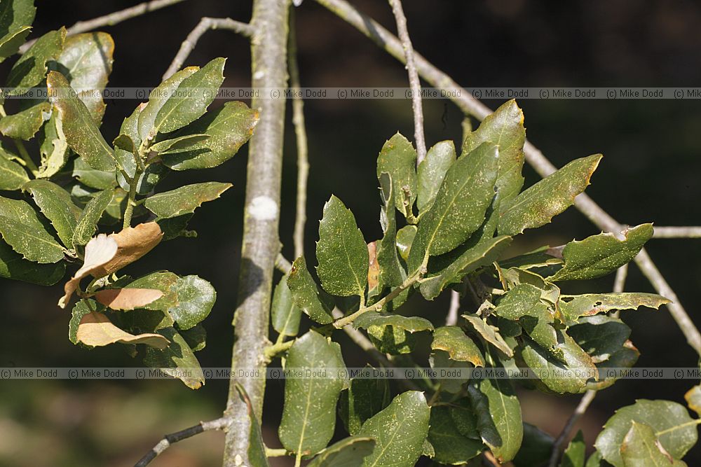 Quercus suber Cork Oak