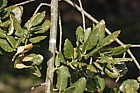 Quercus suber Cork Oak