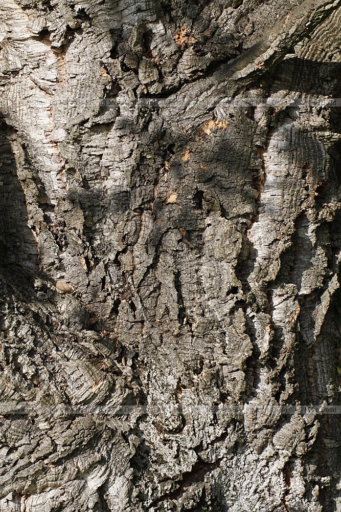 Quercus suber Cork Oak