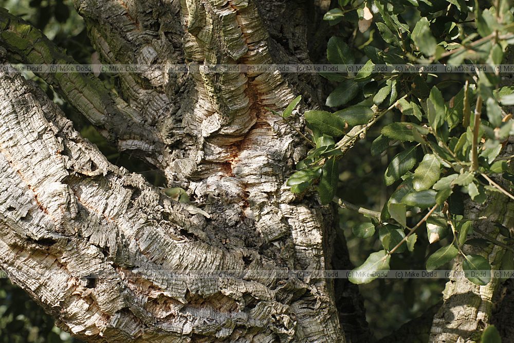 Quercus suber Cork Oak