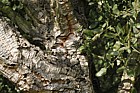 Quercus suber Cork Oak