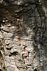 Quercus suber Cork Oak