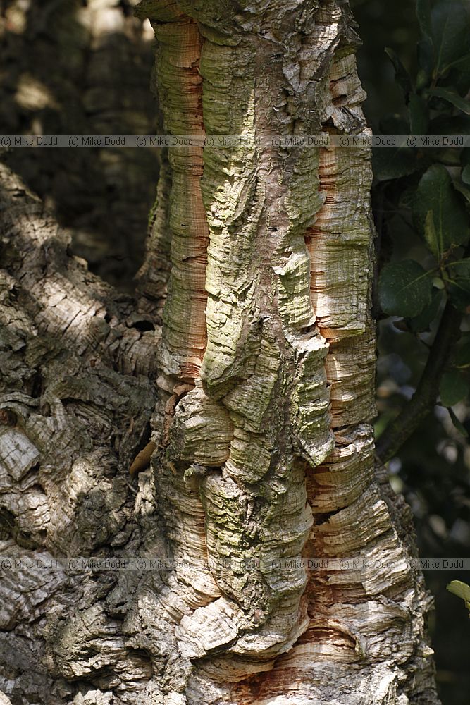 Quercus suber Cork Oak