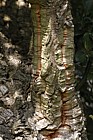 Quercus suber Cork Oak