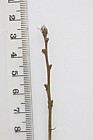 Quercus trojana Macedonian Oak