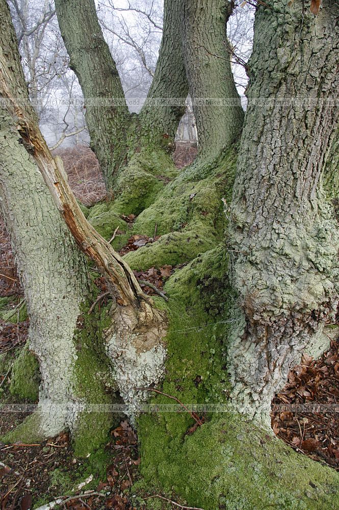 Quercus trunks with moss