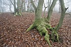 Quercus trunks with moss