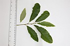 Quercus variabilis Chinese Cork Oak