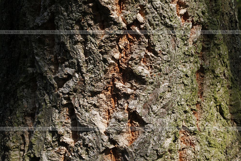 Quercus variabilis