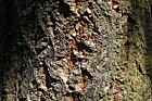 Quercus variabilis