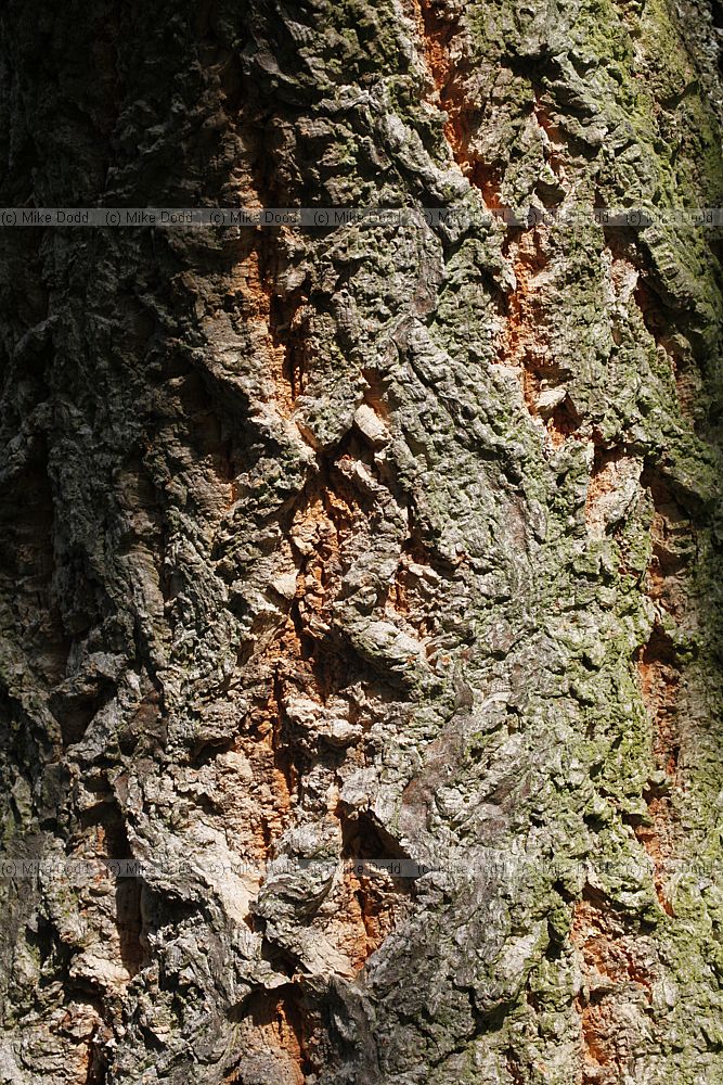 Quercus variabilis