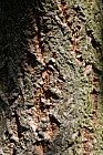 Quercus variabilis