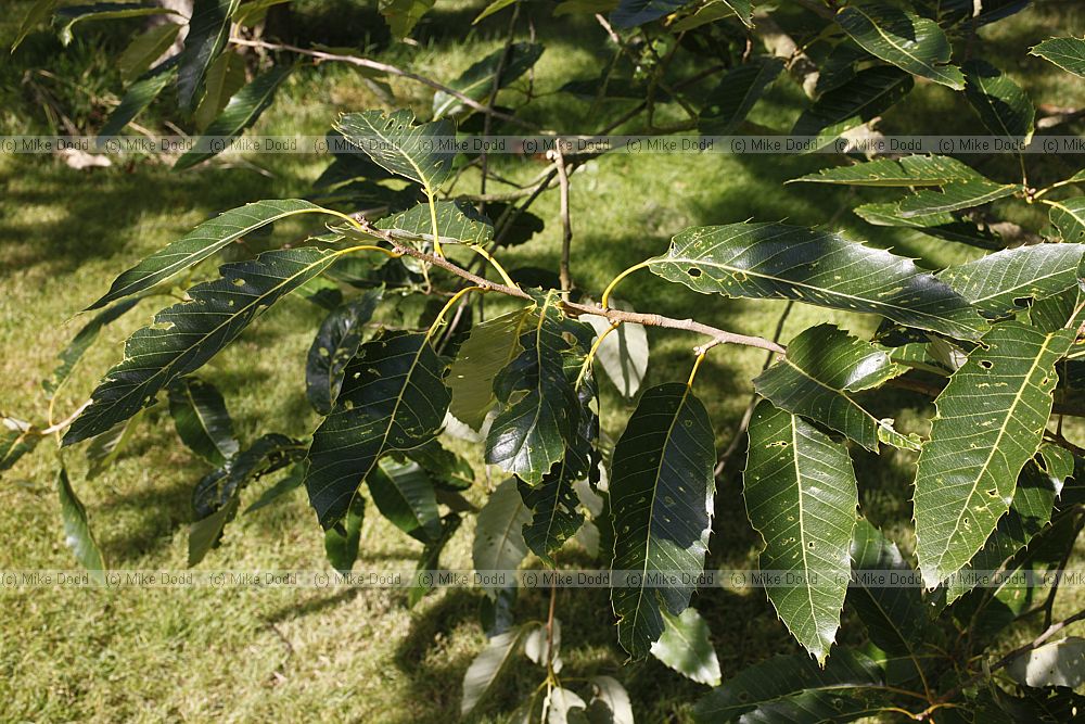 Quercus variabilis