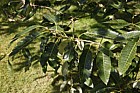 Quercus variabilis