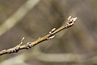 Quercus vulcanica