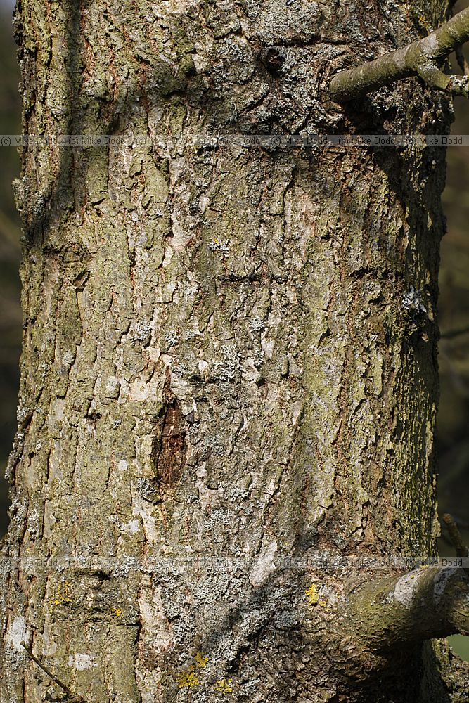 Quercus vulcanica