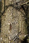 Quercus vulcanica