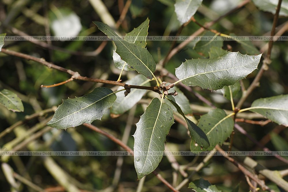 Quercus wislizeni
